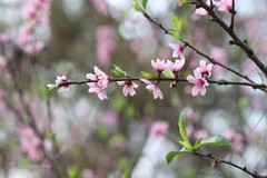 Prunus persica